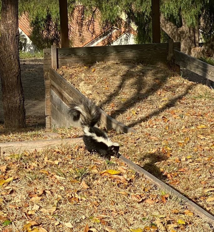 What Does a Skunk Sound Like?